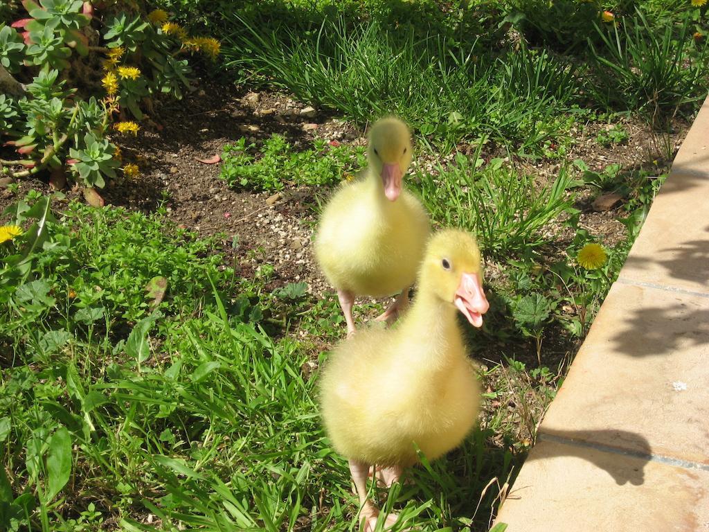 サトゥルニア Poggio Marioヴィラ エクステリア 写真