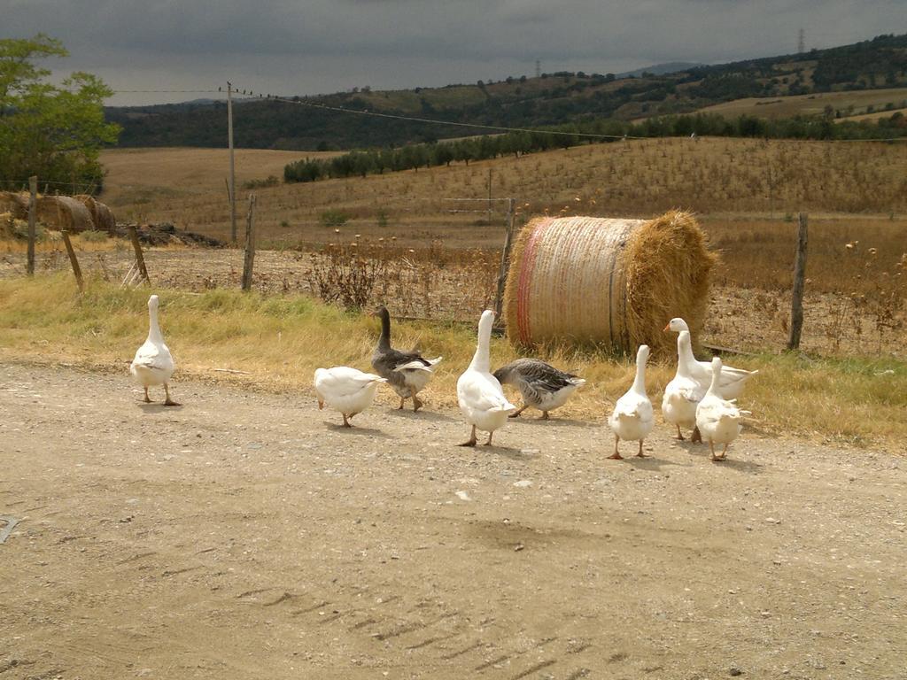 サトゥルニア Poggio Marioヴィラ エクステリア 写真